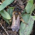 Andrena bimaculata.jpg